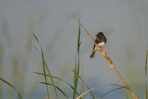 Schwarz Weißer Kleiner Vogel Sitzt Auf Zweigen Auf Verschwommenem Gras — Stockfoto