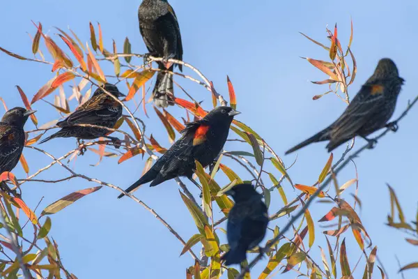Beskär Syn Rödvingade Fåglar Sittande Träd Grenar Med Röda Och — Stockfoto