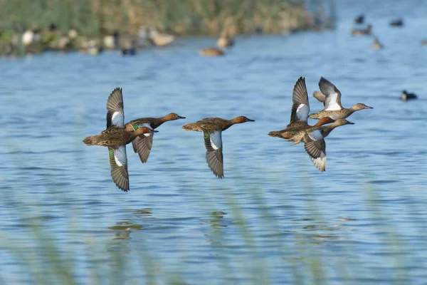 Rebanho Patos Voando Acima Rio Azul Limpo Fundo Borrado Pássaros — Fotografia de Stock