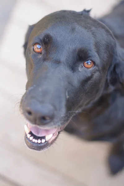 Jong Gelukkig Zwart Labrador Retriever Hond Portret — Stockfoto