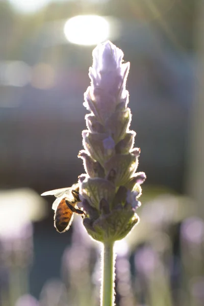 ミツバチがラベンダーの花で花粉を摘む様子がぼやけている様子 — ストック写真