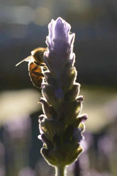 背景のぼやけた花に花粉を蓄えたミツバチの姿 — ストック写真