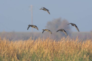 Kuru otların yanında süzülen kanatlı drake uçuşunun yan görüntüsü