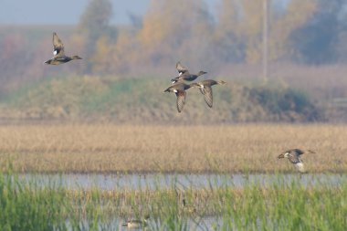 Kuru çimenlerin yanında süzülen ve gölette uçan kanatlı drake 'lerin yan görüntüsü