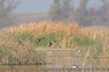 Göle inen kanatları açık ördek sürüsünün yan görüntüsü