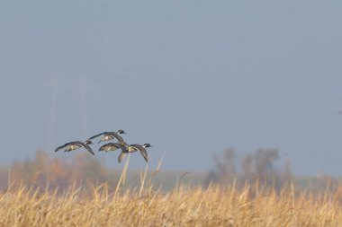 Sulak arazinin üstünde uçan küçük ördek sürüsü görülüyor.