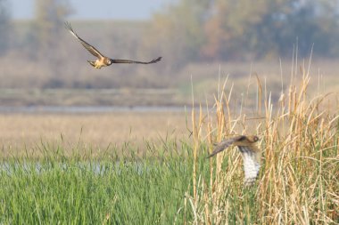 Güneş ışığı altında çimlerin üzerinde görkemli uçan harrier manzarası