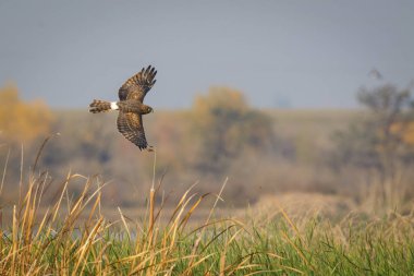Süzülen tek bir vahşi harrier kuşunun sulak arazideki otların üzerinde avlanması görüntüsü