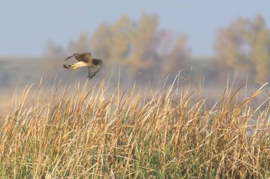 Sulak alanların üzerinde uçan ve avlanan tek güçlü harrier kuşunun görüntüsü