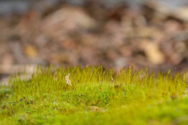 Yeşil yosun makrosunu kapat
