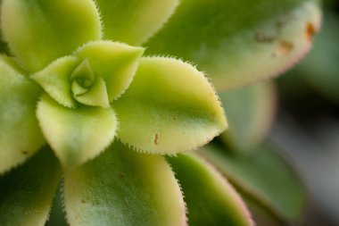 Sulu bir kapağı kapat 