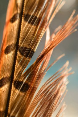 Ilık, ışıl ışıl tüy 