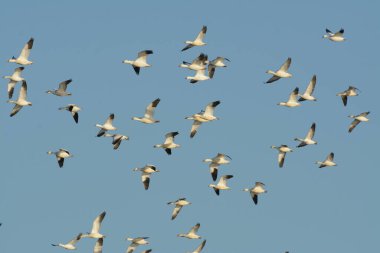 Mavi gökyüzünde süzülen beyaz yaban kazları