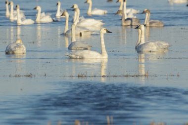 Mavi gölde yüzen beyaz kazların vahşi yaşam manzarası.