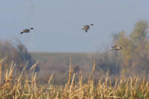 灰色小鸭在沼泽地上空一起飞行的侧视图 — 图库照片