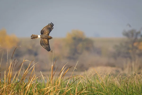 View Single Soaring Wild Harrier Bird Hunting Wetland Grass — Stock Photo, Image