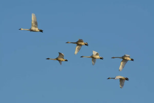 stock image From below of graceful white geese in wild flock flying in blue sky