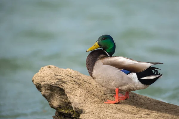 Male Mallard Drake Duck Log Out Water — ストック写真