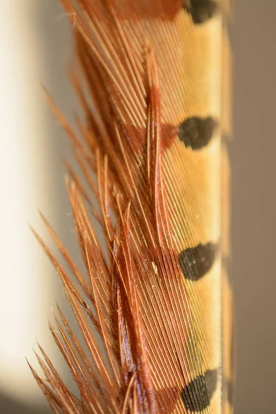 Warm Glowing Feather Close — Stock Photo, Image