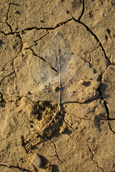 Close Nature Background Dry Dead Leaf Skeleton — Stock Photo, Image