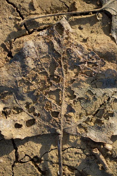Verwesende Blätter Biologisch Boden Abbaubar — Stockfoto