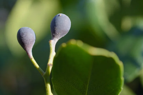 Kék Színű Gyümölcsbogyó Bimbók Zöld Növényen — Stock Fotó