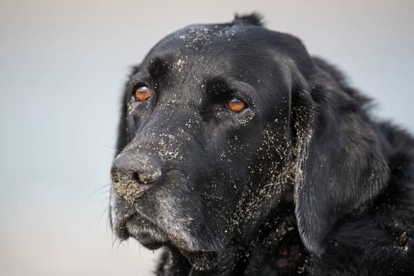 stock image Black labrador retriever dog with a sandy face