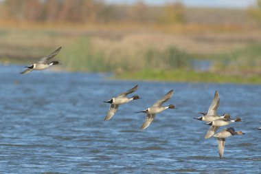 Mavi göl suyunun üzerinde süzülen küçük yaban ördekleri sürüsü.