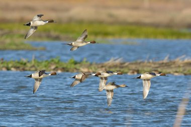 Minik kuyruklu ördekler uçan ördekleri kovalıyor.