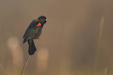 Küçük kırmızı kanatlı karatavuğun yakın görüntüsü Dal üzerinde oturan ve bulanık arka planda şarkı söyleyen