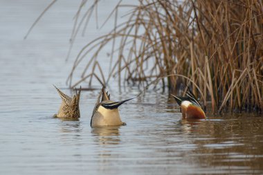 Erkek Drake, kuzey kanatlı ördek yüzüyor.