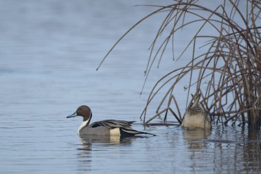 İki ördek göle dalıyor ve yüzüyor. Sedge yakınlarında yiyecek arıyor.
