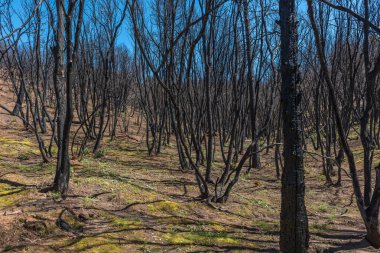 Tereyağından kıl çeker gibi.