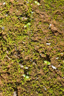 Taze yosun ve yerde filizlenen küçük filizler..