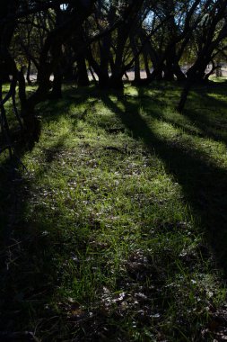 Ağaçların arasından geçen güneş ışığı yeşil çimlerde gölgeler oluşturur.