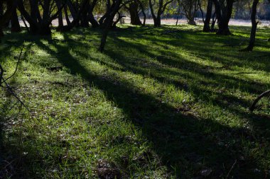 Ağaçların arasından geçen güneş ışığı yeşil çimlerde gölgeler oluşturur.
