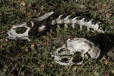 Kemikler, iskelet, ölüm, çürüme