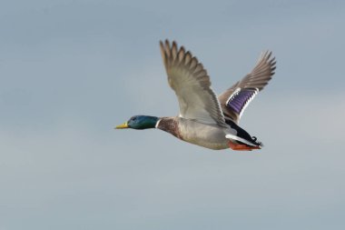Mavi gökyüzünde uçan yeşil başlı yaban ördeğinin yakın görüntüsü