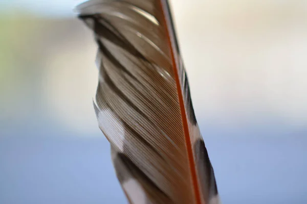 Pena Cauda Pássaro Faisão Perto — Fotografia de Stock