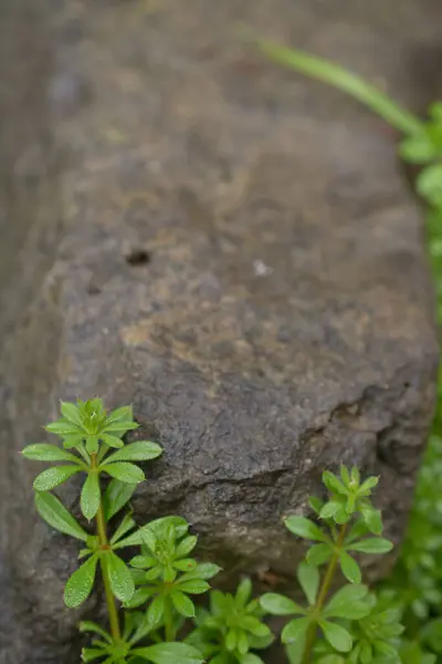 Close Άποψη Του Πράσινου Αναρρίχηση Φυτό Αυξάνεται Κοντά Μεγάλη Πέτρα — Φωτογραφία Αρχείου