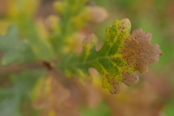 침엽수 반갈색의 가까이 — 스톡 사진