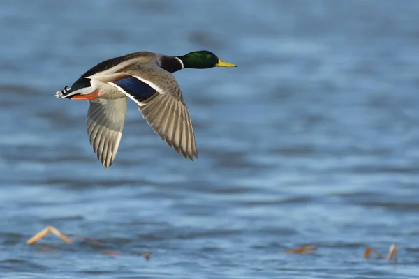 Yaban Ördeği Erkek Ördek Suyun Üzerinde Alçaktan Uçuyor — Stok fotoğraf