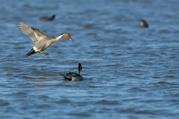 stock image Pintail drake male landing on water near other pintail duck