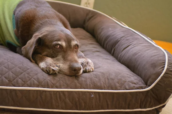 Yaşlı Çikolata Labrador av köpeği Noel süveteri giymiş yatağında dinlenirken yukarı bakıyor.
