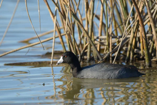 Stock image Black American coot with white beak swimming in lake near sedge