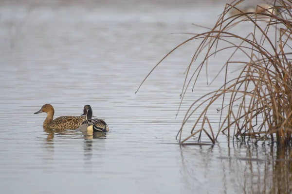 Male Drake Northern Pintail Duck Swimming — Stock Photo, Image