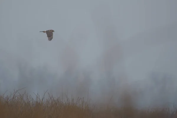 Черная Птица Большим Клювом Летит Через Туман Над Сухой Травой — стоковое фото