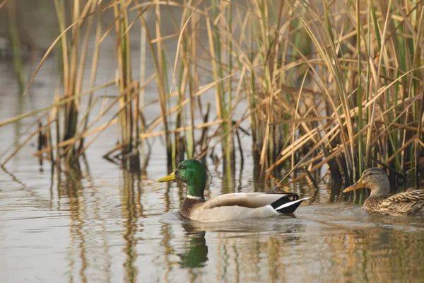 两只鸭子在干沟附近的波涛汹涌的湖中游泳 — 图库照片