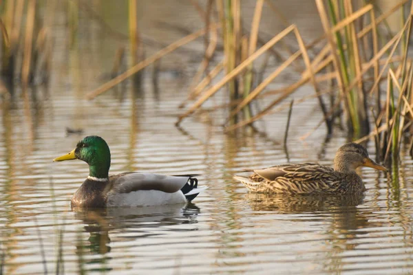 Two Ducks Swimming Rippling Water Dry Sedge — Stock Photo, Image