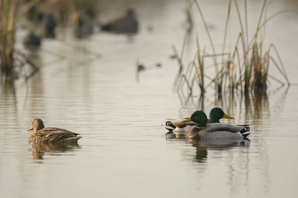 公鸭和母鸭鸭鸭在湿地游泳 — 图库照片
